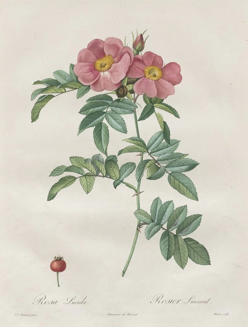 Rosa Lucida - Cleveland Museum of Art